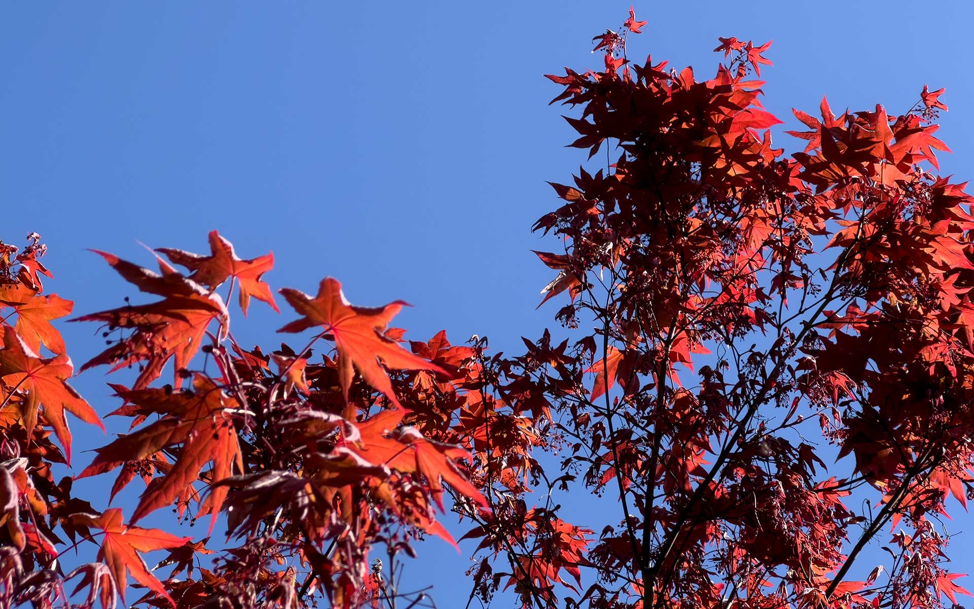 Maple Red Maple Spring 1920